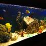 105 gallons saltwater fish tank (mostly fish, little/no live coral) - Fish only tank after 1 year