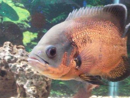 freshwater fish - astronotus ocellatus - red oscar stocking in 150 gallons tank - My other favourite Oscar. About 1.5 years old and eating my pocket dry. Soon I will be post images of their bigger tank. Moving to a 6 foot tank. I have been taking my time to set it up, so that the job gets done properly.