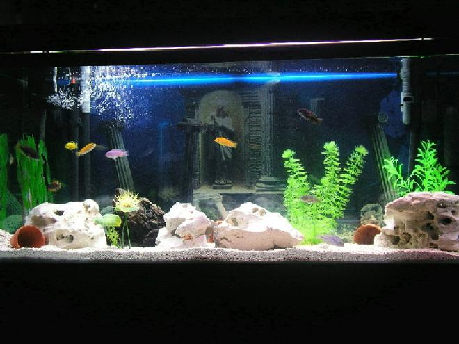 65 gallons freshwater fish tank (mostly fish and non-living decorations) - My 65 Gal Tank