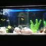 65 gallons freshwater fish tank (mostly fish and non-living decorations) - My 65 Gal Tank