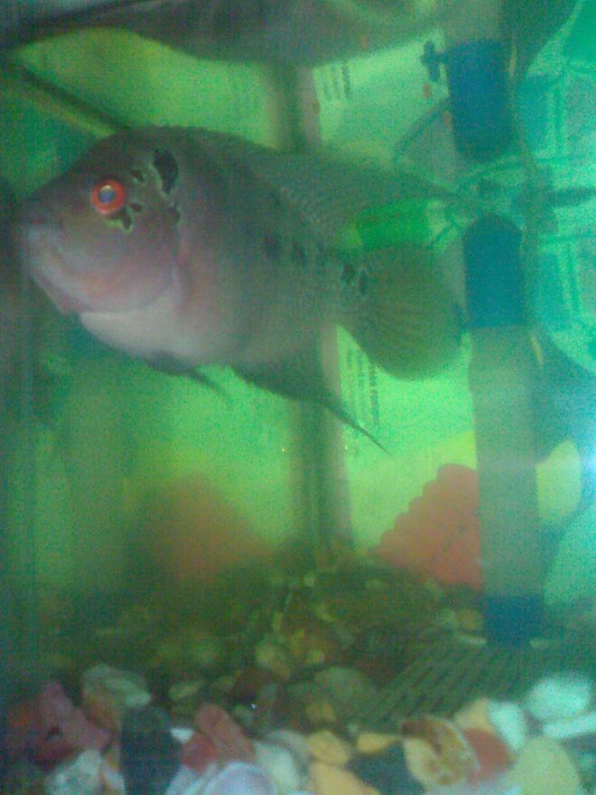 freshwater fish - cichlasoma sp. - flower horn cichlid - Took at night time when my buddy was about to sleep. My cute pet. Missing it now.