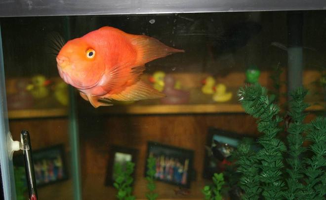 freshwater fish - heros severus x amphilophus citrinellum - blood parrot stocking in 56 gallons tank - Loui, my Heart-Shaped Parrot