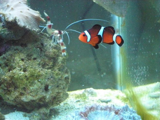 saltwater fish - amphiprion ocellaris - ocellaris clownfish stocking in 29 gallons tank - Clown