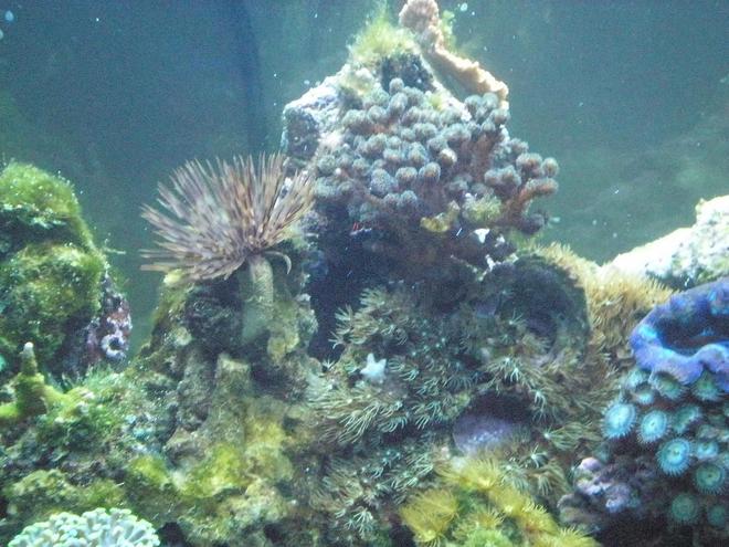 corals inverts - sabellastarte sp. - feather duster stocking in 29 gallons tank - Close up
