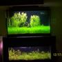 29 gallons planted tank (mostly live plants and fish) - planted fish tank aquarium by green aquarium