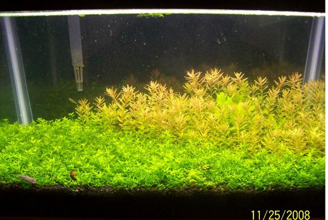 29 gallons planted tank (mostly live plants and fish) - get a planted 10 gal tank