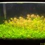 29 gallons planted tank (mostly live plants and fish) - get a planted 10 gal tank