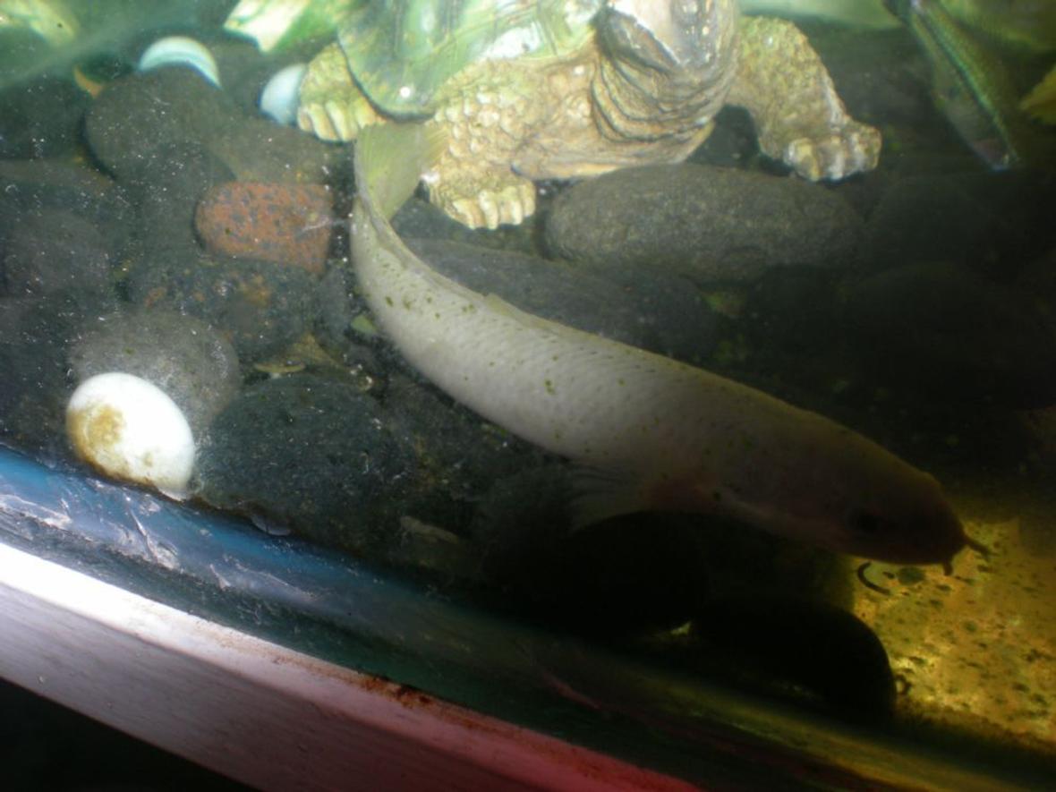 freshwater fish - polypterus senegalus - cuvier bichir stocking in 90 gallons tank - my senegal bichir