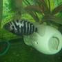 freshwater fish - archocentrus nigrofasciatus - black convict cichlid stocking in 90 gallons tank - my convict