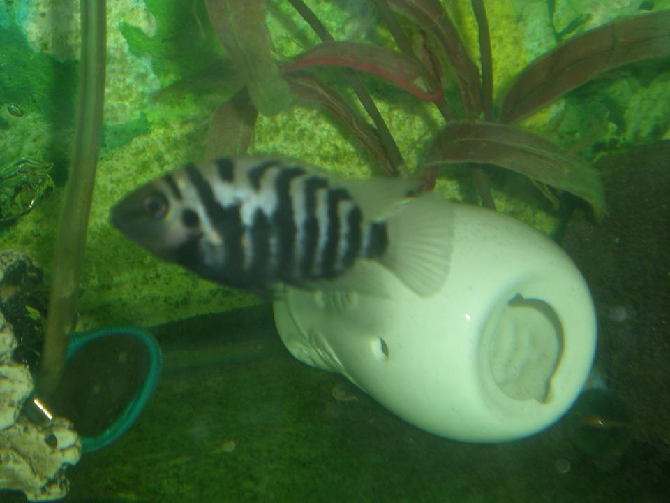 freshwater fish - archocentrus nigrofasciatus - black convict cichlid stocking in 90 gallons tank - my convict
