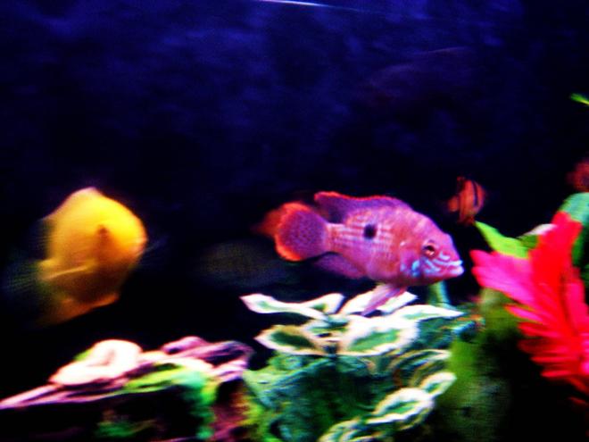 freshwater fish - aequidens rivulatus - green terror stocking in 43 gallons tank - The Green Terror