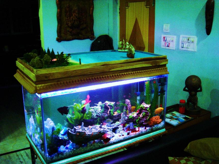 Rated #2160: 43 Gallons Freshwater Fish Tank - A world within a World :)