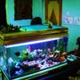 43 gallons freshwater fish tank (mostly fish and non-living decorations) - A world within a World :)
