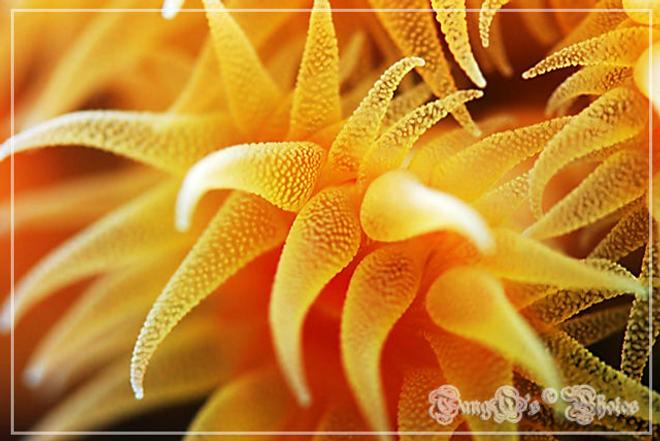 corals inverts - tubastrea faulkneri - orange sun coral stocking in 150 gallons tank - super suns polyps