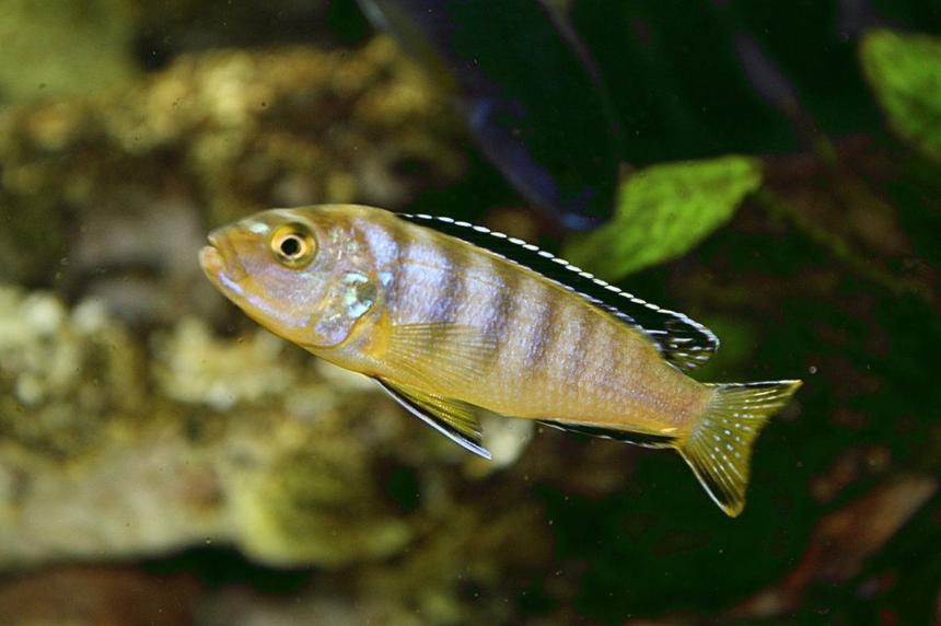 Rated #138: Freshwater Fish - Labeotropheus Fuelleborni - Fuelleborni Cichlid, Marmalade Stocking In 80 Gallons Tank