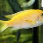 freshwater fish - metriaclima lombardoi - kenyi cichlid stocking in 80 gallons tank - malawi
