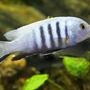 freshwater fish - pseudotropheus saulosi - saulos's mbuna stocking in 80 gallons tank - malawi