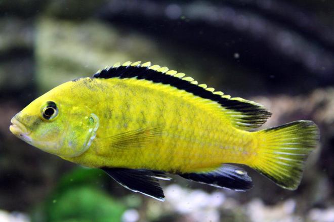 freshwater fish - labidochromis caeruleus - electric yellow cichlid stocking in 80 gallons tank - malawi