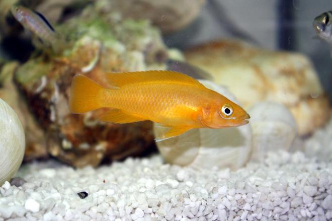freshwater fish - neolamprologus leleupi - orange leleupi cichlid stocking in 80 gallons tank - Tanganyka