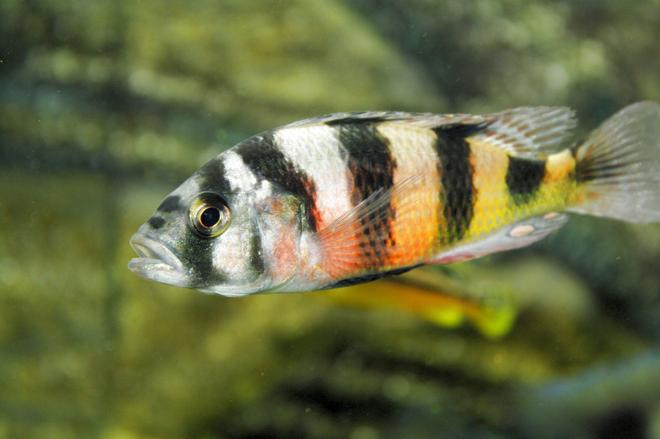 freshwater fish - astatotilapia latifasciata - zebra obliquidens stocking in 80 gallons tank - Victoria