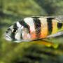 freshwater fish - astatotilapia latifasciata - zebra obliquidens stocking in 80 gallons tank - Victoria