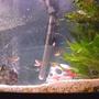 4 gallons freshwater fish tank (mostly fish and non-living decorations) - some fish
