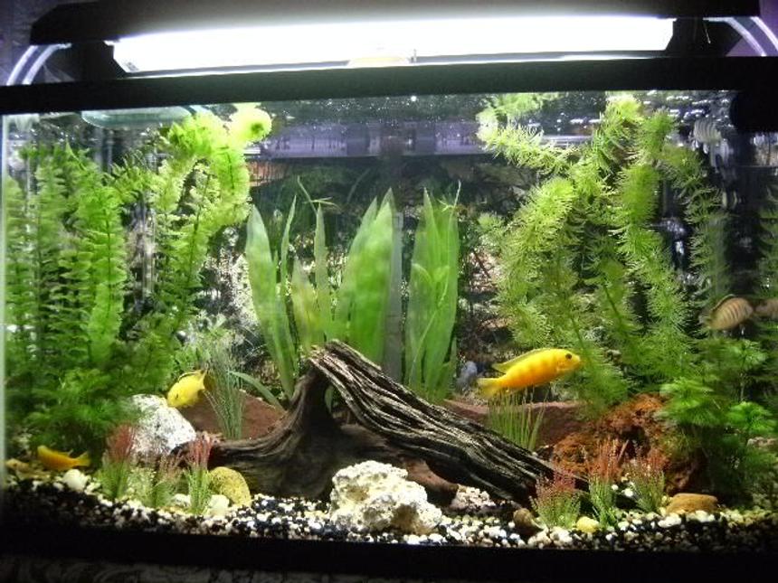 Rated #1294: 30 Gallons Freshwater Fish Tank - A 30 gallon freshwater tank with African Malawi Cichlids inside.