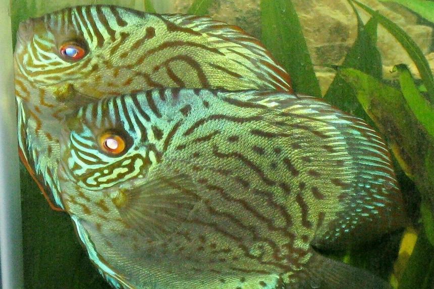 Rated #455: Freshwater Fish - Aquagreen Scribble Discus Stocking In 135 Gallons Tank - Mated pair of Discus