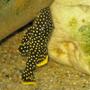 freshwater fish - baryancistrus sp. - gold nugget pleco (l-18) stocking in 135 gallons tank - Gold Nugget Pleco in 55 gal. tank