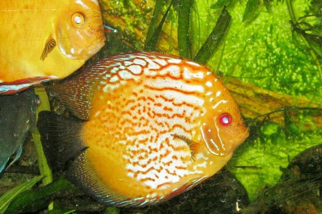 freshwater fish - symphysodon spp. - pigeon blood discus stocking in 135 gallons tank - Discus