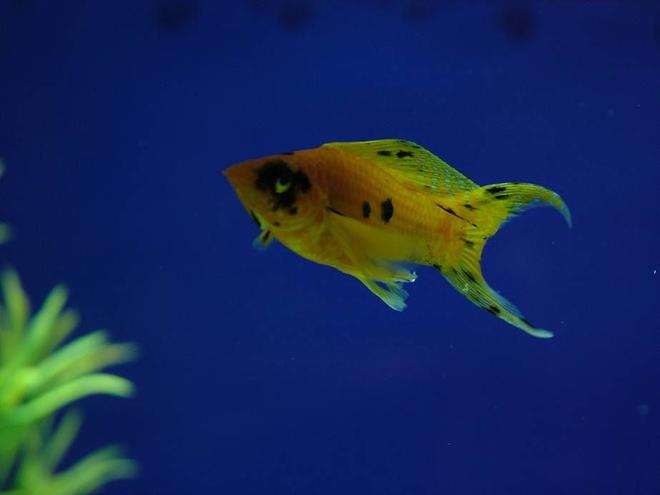 freshwater fish - poecilia sphenops - gold dust molly stocking in 180 gallons tank - my male golden molly (which i dont have eny more)