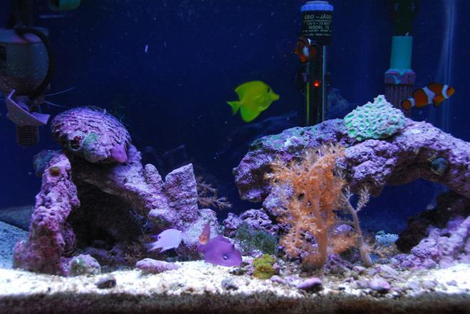 corals inverts - capnella sp. - kenya tree coral stocking in 20 gallons tank - 20 gallon saltwater tank.
Some corals, kenya tree, mushrooms etc.
Fish: one blue devil damsel, one yellow tang, one six line wrasse and two clown fish.
