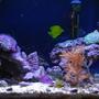 corals inverts - capnella sp. - kenya tree coral stocking in 20 gallons tank - 20 gallon saltwater tank. Some corals, kenya tree, mushrooms etc. Fish: one blue devil damsel, one yellow tang, one six line wrasse and two clown fish.