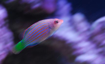 saltwater fish - pseudocheilinus hexataenia - six line wrasse stocking in 20 gallons tank - Six line wrasse.