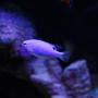 saltwater fish - chrysiptera cyanea - blue damselfish stocking in 20 gallons tank - Blue devil damsel