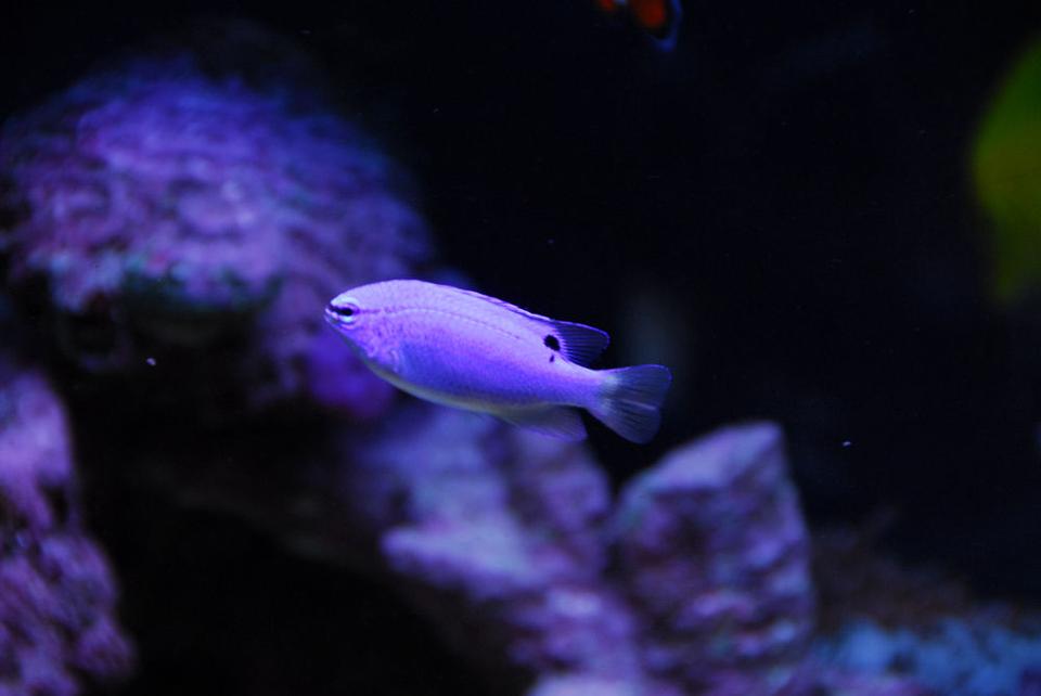saltwater fish - chrysiptera cyanea - blue damselfish stocking in 20 gallons tank - Blue devil damsel