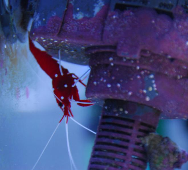 corals inverts - lysmata debelius - blood red fire shrimp stocking in 20 gallons tank - Fire shrimp, hiding from the clown fish.