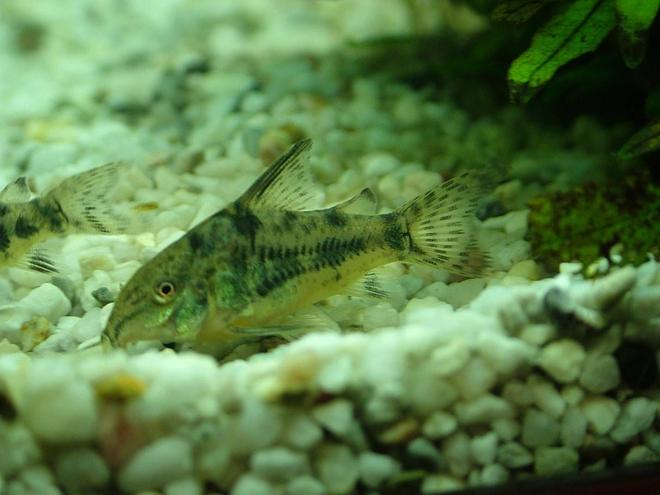 freshwater fish - corydoras paleatus - peppered cory cat stocking in 180 gallons tank - this is my pepermint cory
which i dont have eny more