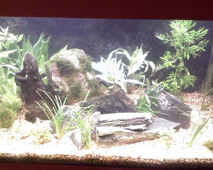45 gallons planted tank (mostly live plants and fish) - Dwarf chichlid tank
