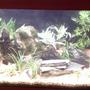 fish tank picture - Dwarf chichlid tank