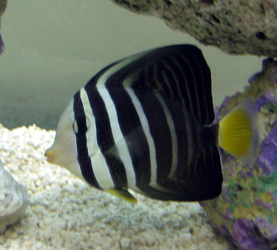 saltwater fish - zebrasoma veliferum - sailfin tang stocking in 55 gallons tank - My Sailfin Tang 5-6 inches