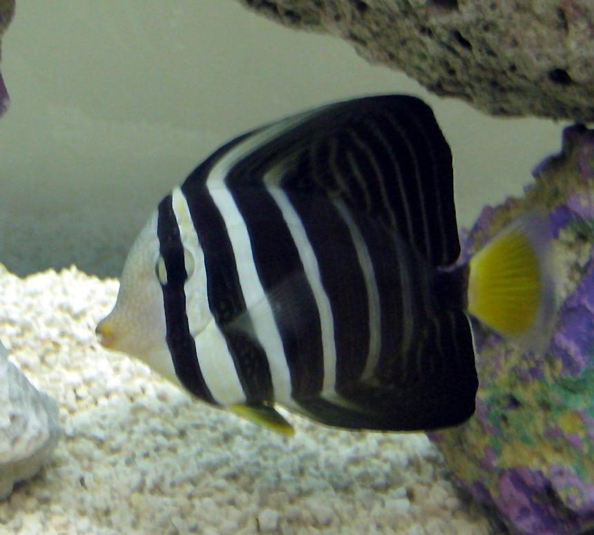 Rated #42: Saltwater Fish - Zebrasoma Veliferum - Sailfin Tang Stocking In 55 Gallons Tank - My Sailfin Tang 5-6 inches