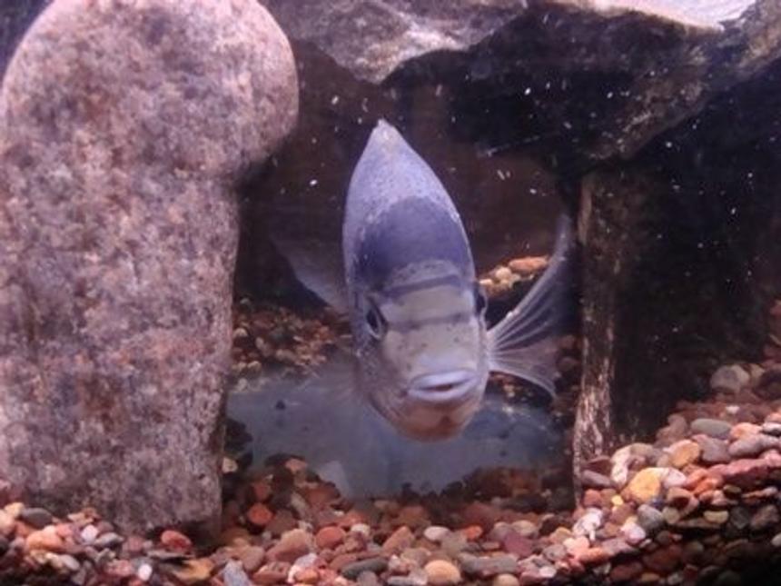 Rated #246: Freshwater Fish - Vieja Argentea - White Cichlid Stocking In 55 Gallons Tank - 8 inch Vieja Argentea