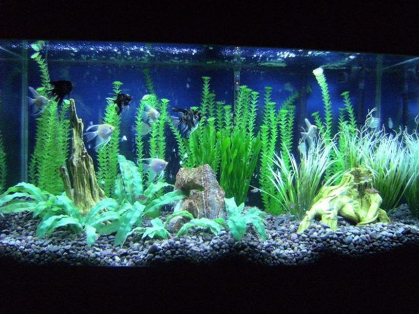 Rated #1279: 90 Gallons Freshwater Fish Tank - New picture soon to come