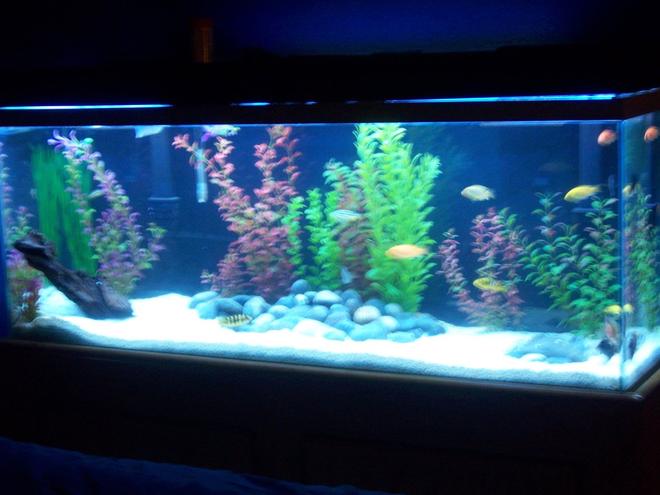 55 gallons freshwater fish tank (mostly fish and non-living decorations) - re-did my tank