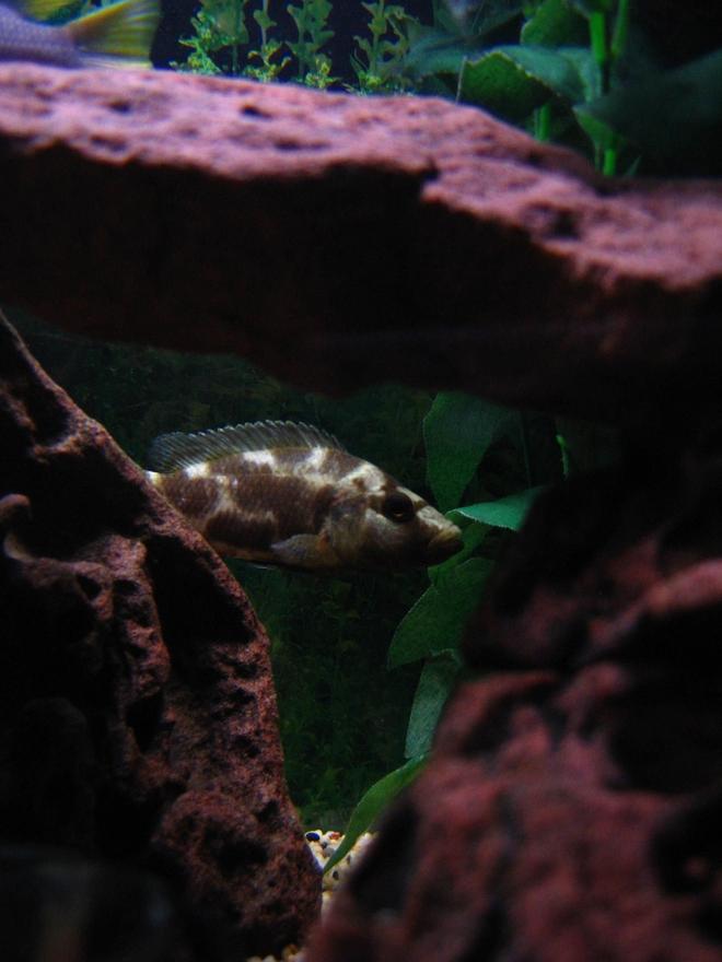 freshwater fish - nimbochromis livingstonii - livingstoni stocking in 75 gallons tank - My Livingstoni hiding in the background.