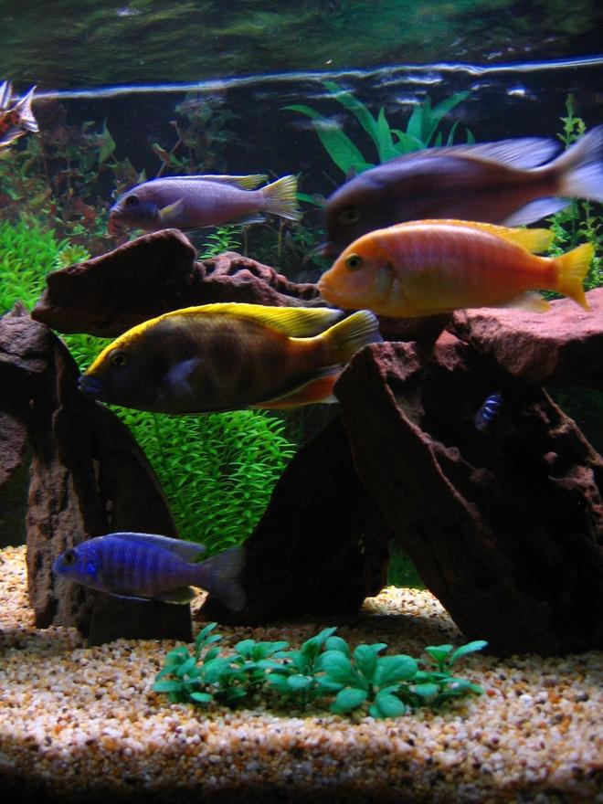 freshwater fish - nimbochromis venustus - venustus cichlid stocking in 75 gallons tank - Getting hungry! 
(Left to right) My 2nd Electric Blue who has almost fully changed colour, Venustus, Acei, Hajomaylandi, Blue Dolphin & Demasoni.