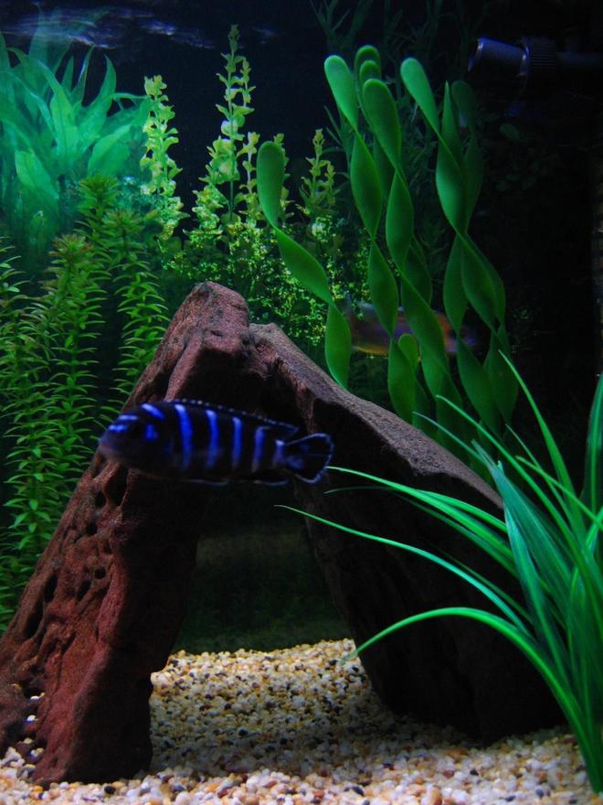 freshwater fish - pseudotropheus demasoni - demasoni cichlid stocking in 75 gallons tank - Demasoni, my little terror with Eureka Red Peacock.