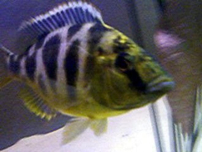 freshwater fish - nimbochromis venustus - venustus cichlid stocking in 55 gallons tank - Giraffe Cichlid 
Nimbochromis Venustus