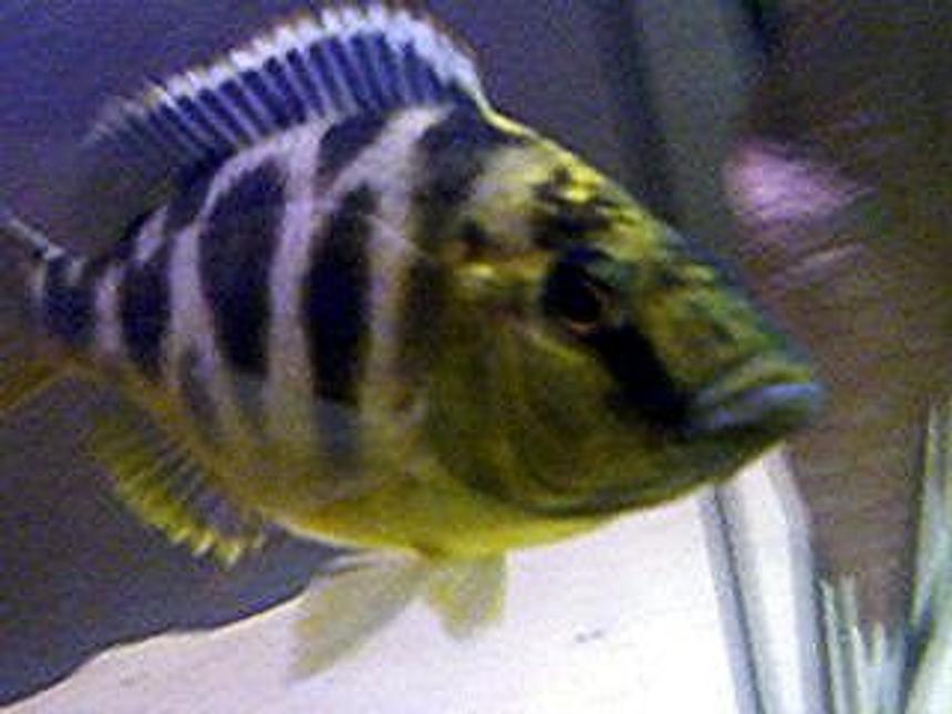 Rated #241: Freshwater Fish - Nimbochromis Venustus - Venustus Cichlid Stocking In 55 Gallons Tank - Giraffe Cichlid 
Nimbochromis Venustus